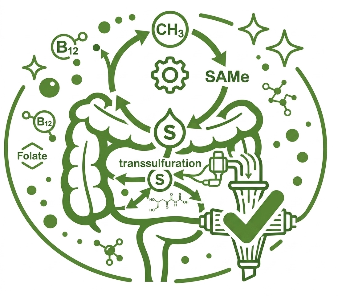Methylation and sulfur hub illustration