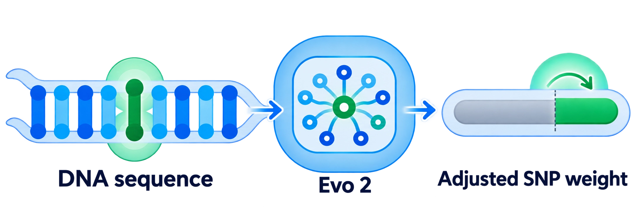 DNA sequence analyzed by Evo 2 to adjust a variant's weight