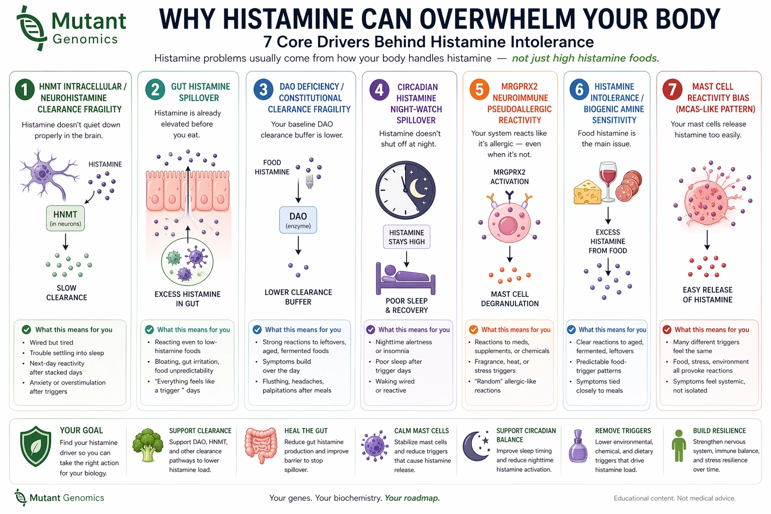 Diagram of key biological pathways involved in histamine sensitivity