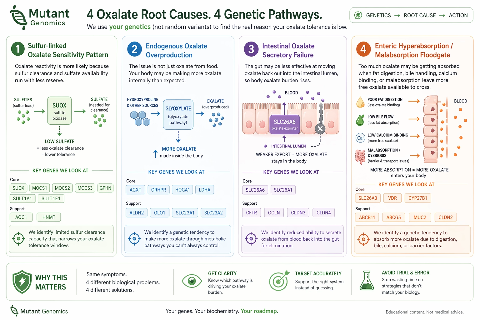 Illustration of four oxalate root causes and their core genetic pathways