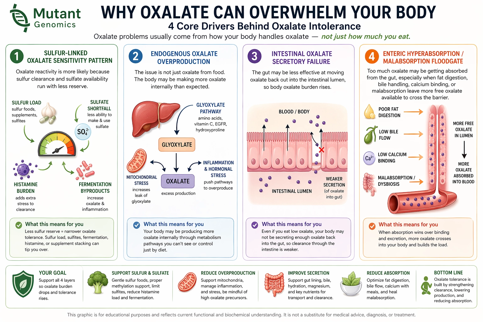 Diagram showing how clearance, production, secretion, and absorption influence oxalate stability