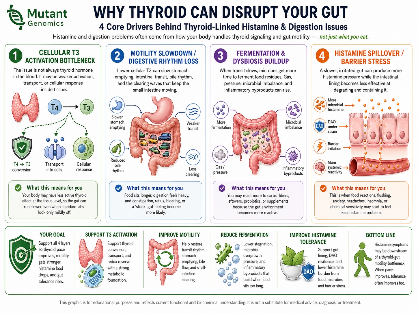 Diagram showing how thyroid-driven motility loss can increase fermentation and histamine pressure