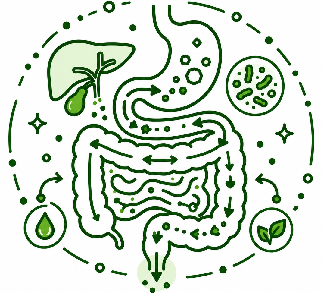 Gut health hub