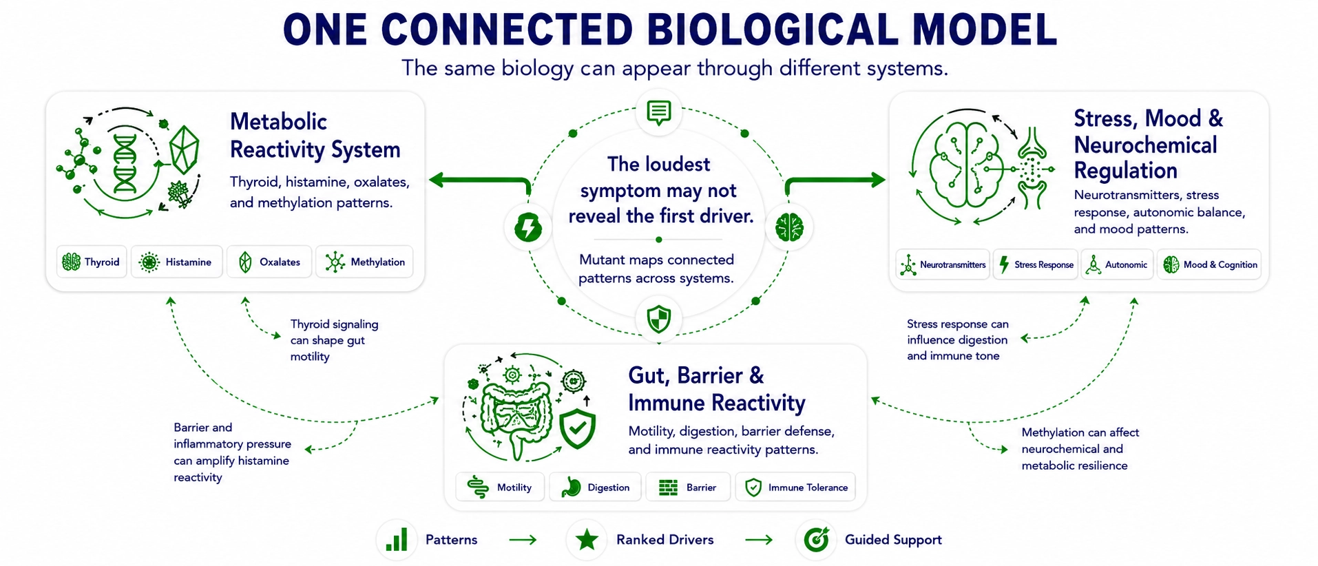 The four biological hubs — Thyroid, Histamine, Oxalates, and Methylation — and the chain reactions between them