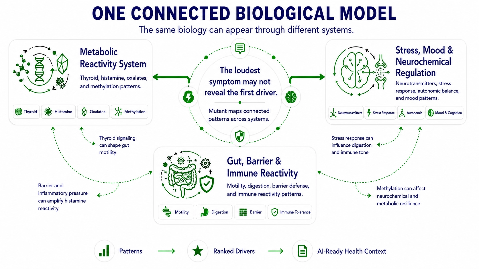 The four biological hubs — Thyroid, Histamine, Oxalates, and Methylation — and the chain reactions between them